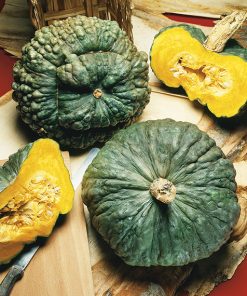pumpkin marina di chioggia seeds production