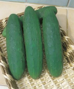 cucumber marketer seeds production