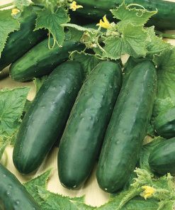 cucumber marketmore 76 seeds production