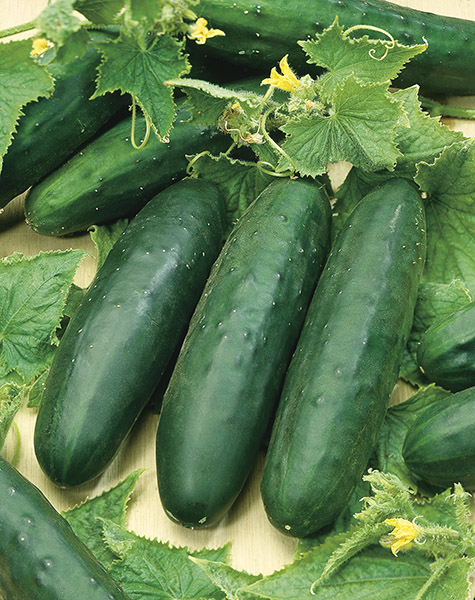 cucumber marketmore 76 seeds production
