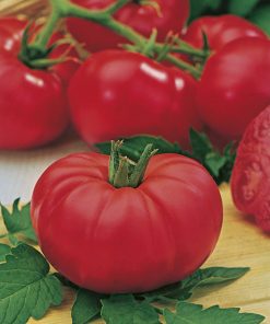 tomato marmande seeds production