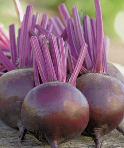 Seed production Marsball F1 Beetroot