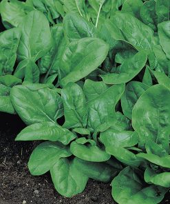 spinach matador seeds production