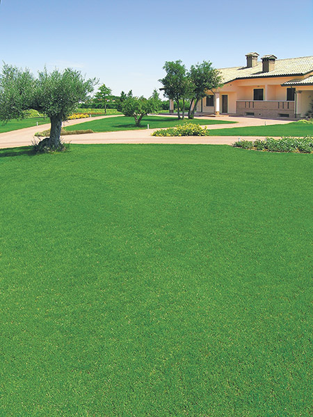 lawn mediterraneo seeds production