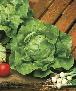 lettuce meraviglia d'inverno seeds production