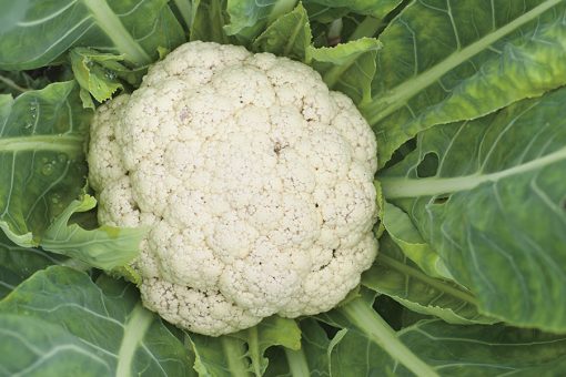 cauliflower merveille de toutes saisons seeds production