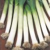 leek mezieres seeds production