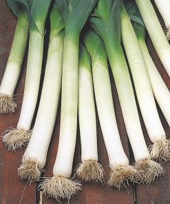leek mezieres seeds production