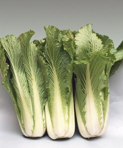 produzione semi brassica orientale michihili