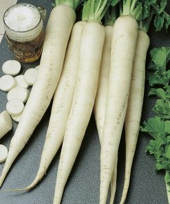 radish minowase summer cross 3 seeds production