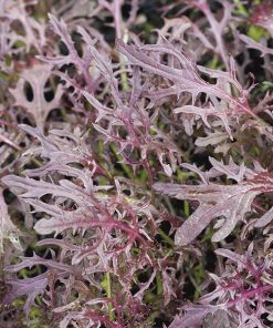oriental brassicas
assortment mizuna red seeds production