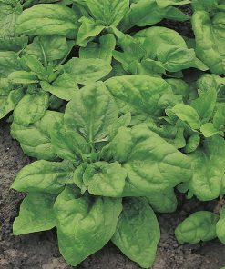 spinach monstrueux de virofly seeds production