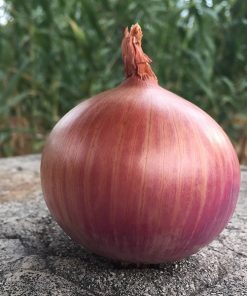 produzione semi cipolla a tunica rossa morada de amposta