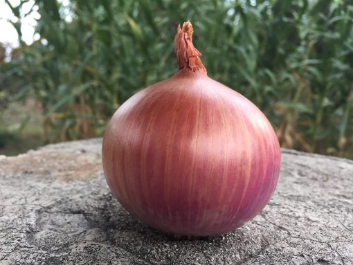 onion red morada de amposta seeds production