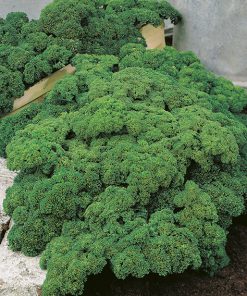 parsley moss curled 2 seeds production
