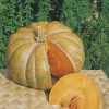 pumpkin musque de provence seeds production