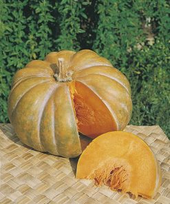 pumpkin musque de provence seeds production
