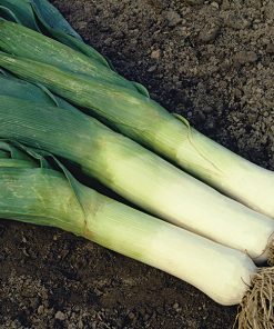 produzione semi porro musselburgh