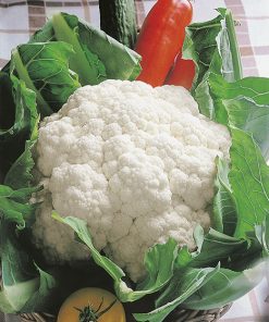 produzione semi cavolfiore napoletano gennarese