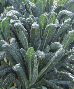 produzione semi cavolo da foglia nero di toscana