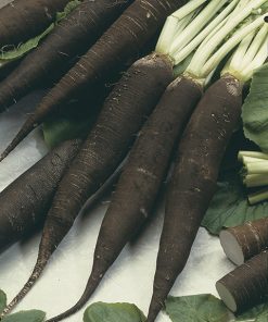 winter radish nero lungo d'inverno seeds production