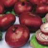 onion red nortal seeds production