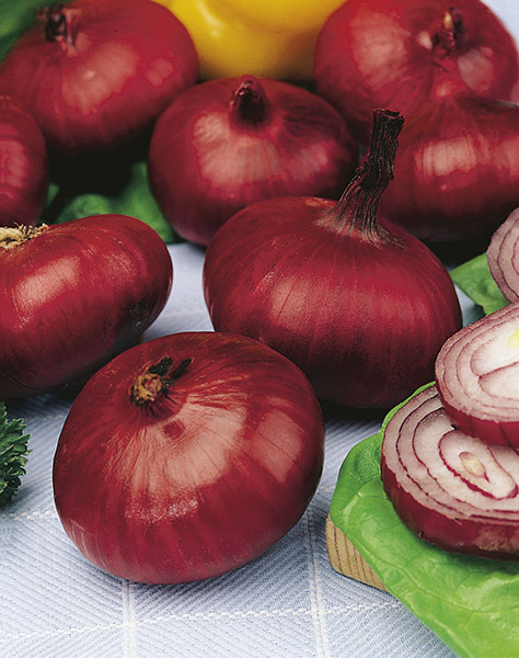 onion red nortal seeds production