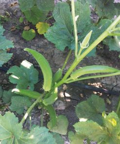 okra okra kripton f1 seeds production