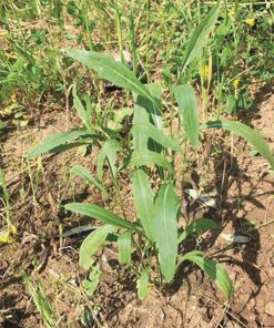 wild rocket olivia seeds production