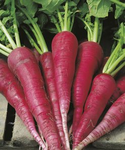 winter radish ostergruss rosa 2 seeds production