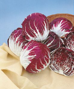 produzione semi cicoria palla rossa early