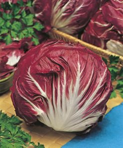 chicory palla rossa late seeds production