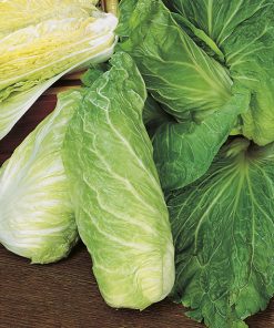 chicory pan di zucchero seeds production