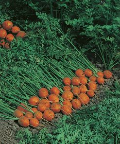 carrot paris market seeds production