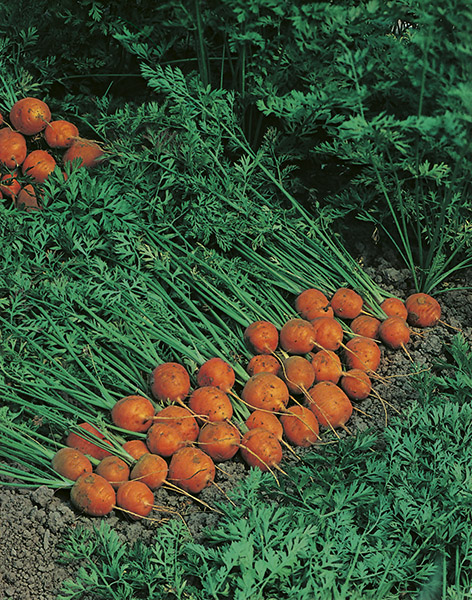 carrot paris market seeds production