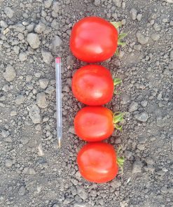 produzione semi pomodoro peel top