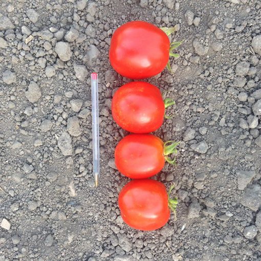 tomato peel top seeds production