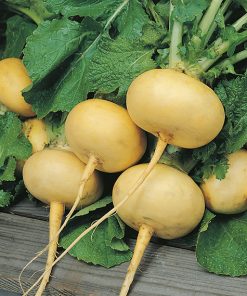 produzione semi rapa petrowski