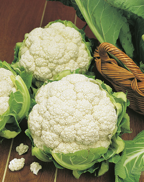 cauliflower primus seeds production