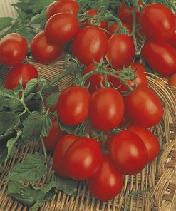 produzione semi pomodoro principe borghese