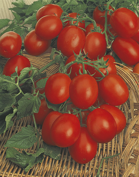 tomato principe borghese seeds production