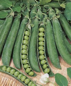 pea progress 9 seeds production