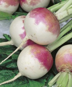 turnip purple top white globe seeds production