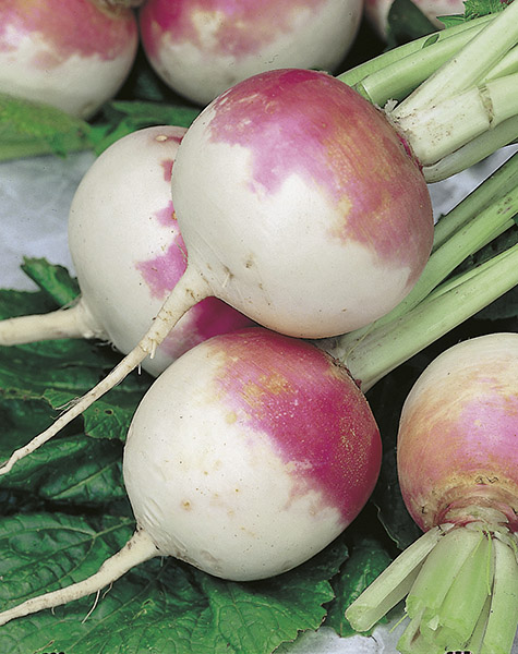 turnip purple top white globe seeds production