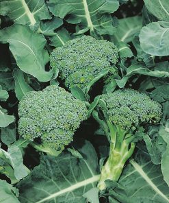 broccoli ramoso calabrese medium early seeds production