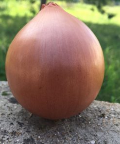 onion yellow recas seeds production