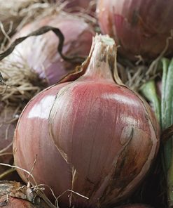 produzione semi cipolla a tunica rossa red ampac