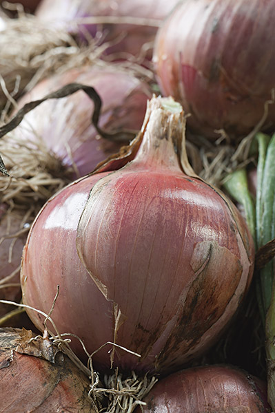 onion red red ampac seeds production