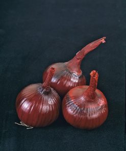 produzione semi cipolla a tunica rossa red bombay