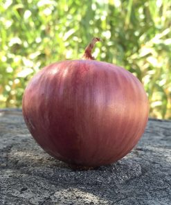 onion red red burgundy seeds production
